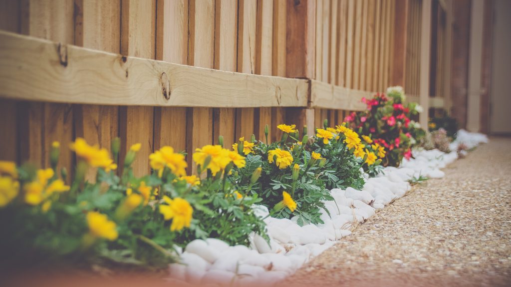 Native plants in rental property yard